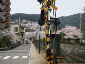 京阪石山坂本線 三井寺駅 駅前の踏切 桜がとってもキレイでした