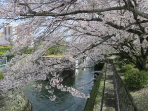 琵琶湖疎水 桜の一番の見どころまで移動中