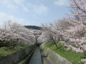 琵琶湖疎水 一番の桜の見どころ 両側に桜が咲いています