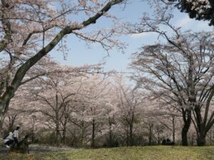 滋賀県大津市 三井寺 毘沙門堂周辺 桜がとってもキレイでした
