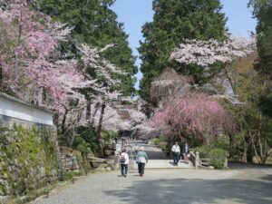 滋賀県大津市 三井寺 村霊橋 桜がとってもキレイでした