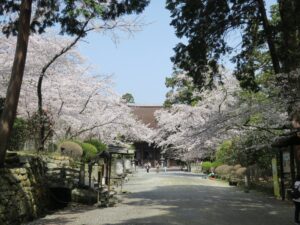 滋賀県大津市 三井寺 村霊橋から金堂への境内 桜がとってもキレイでした