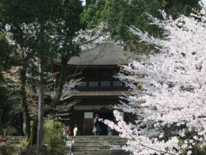 滋賀県大津市 三井寺 鐘楼 桜がとってもキレイでした