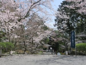滋賀県大津市 三井寺 金堂から釈迦堂への石段 桜がとってもキレイでした
