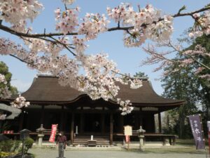 滋賀県大津市 三井寺 釈迦堂 桜をバックに撮ってみました