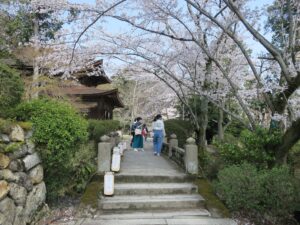 滋賀県大津市 三井寺 唐院から一切経蔵への通路 桜がとってもキレイでした