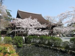 滋賀県大津市 三井寺 金堂 桜と一緒に撮ってみました