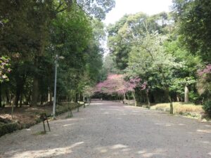近江神宮 表参道 二の鳥居方向を撮影