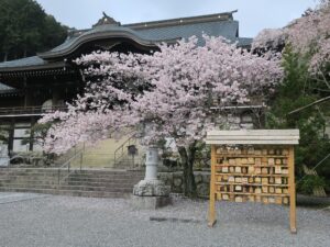 近江神宮 外拝殿のそばの絵馬 桜がとってもキレイでした