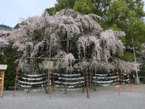近江神宮 外拝殿の傍のおみくじ結び 桜がとってもキレイでした