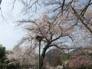 日吉大社 参道 桜をアップで撮影
