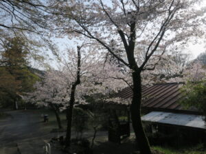 叡山電鉄叡山本線 八瀬比叡山口駅 桜がとってもキレイでした