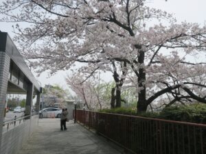 京阪鴨東線 出町柳駅 出入口 桜がとってもキレイでした