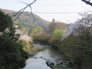 叡山ケーブル 八瀬駅付近の高野川 桜がとってもキレイでした