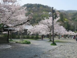 京都 嵐山公園 渡月橋付近 桜がとってもキレイでした