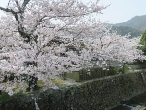 京都 嵐山公園 中ノ島橋のほとりに咲く桜