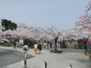 京都 嵐山公園 中ノ島橋を渡ったところ 桜がとってもキレイでした