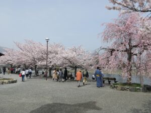 京都 嵐山公園 渡月橋がかすかに見えるところ 桜がとってもキレイでした