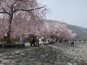京都 嵐山公園 桂川のほとり 桜がとってもキレイでした