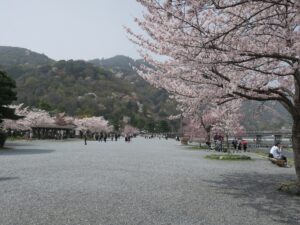 京都 嵐山公園 渡月橋のバックの山 桜がとってもキレイでした