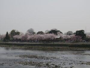 京都 嵐山公園 桂川の対岸から見たところ 桜がとってもキレイでした