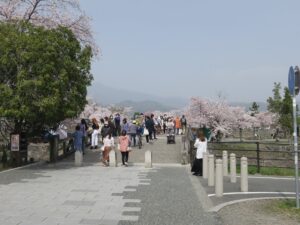 京都 嵐山公園 中ノ島橋 桜がとってもキレイでした