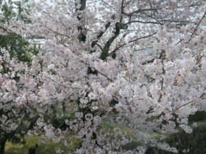 京都 嵐山公園 中ノ島橋のほとりに咲く桜 アップにしてみました