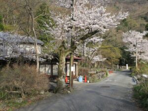 叡山電鉄 八瀬比叡山口駅付近 桜がとってもキレイでした