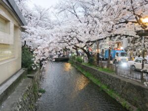 京都 木屋町通 阪急河原町駅付近で撮影 桜がとってもキレイでした