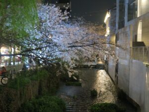 京都 木屋町通 三条駅付近 桜がとってもキレイでした