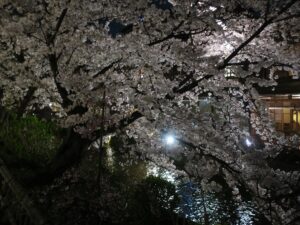 京都 祇園 夜桜 桜がとってもキレイでした