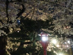 京都 祇園 夜桜 桜がとってもキレイでした