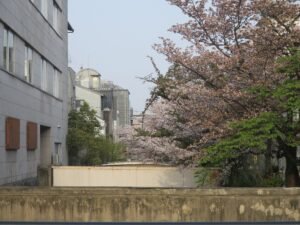 京都 祇園 朝 桜がとってもキレイでした
