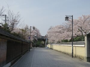 京都 花見小路通 建仁寺 桜がとってもキレイでした