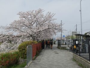 京都 鴨川 出町柳駅付近 桜がとってもキレイでした