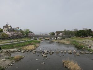 京都 鴨川 下鴨神社付近 桜がとってもキレイでした