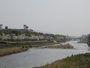 京都 鴨川 三条方向を撮影 桜がとってもキレイでした