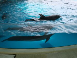 下関市立しものせき水族館 海響館 イルカとアシカショーの会場 すでにイルカたちが泳いでいます
