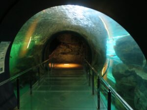 下関市立しものせき水族館 海響館 下関近海のお魚がいる水槽のトンネル