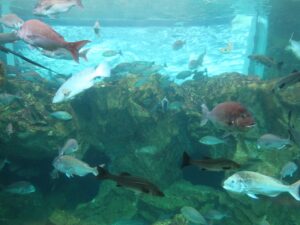 下関市立しものせき水族館 海響館 下関近海のお魚たち