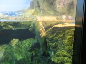 下関市立しものせき水族館 海響館 ゴマフアザラシの水槽