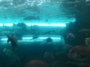 下関市立しものせき水族館 海響館 関門大橋建見える水槽 下関近海のお魚さんがいます
