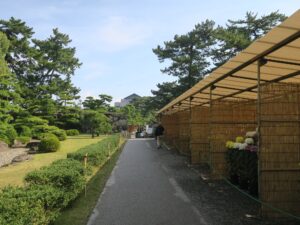 高松城跡 玉藻公園 二の丸跡 菊の展示会が行われていました