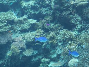 国営沖縄記念公園 海洋博公園 沖縄美ら海水族館 サンゴ礁の魚たち