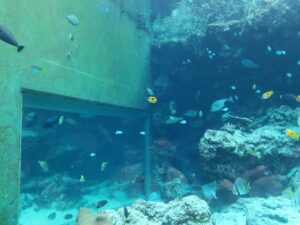 国営沖縄記念公園 海洋博公園 沖縄美ら海水族館 サンゴ礁の魚たち