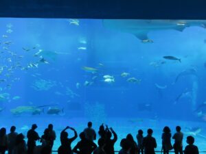 国営沖縄記念公園 海洋博公園 沖縄美ら海水族館 大水槽 たくさんの人がいます