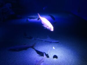 国営沖縄記念公園 海洋博公園 沖縄美ら海水族館 深海エリアの魚