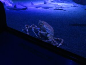国営沖縄記念公園 海洋博公園 沖縄美ら海水族館 深海エリアの蟹