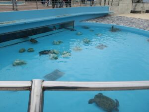 国営沖縄記念公園 海洋博公園 沖縄美ら海水族館 ウミガメ館 地上の水槽