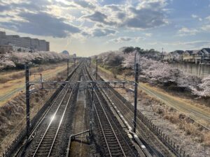 北総鉄道 白井駅 駅付近 桜並木がずぅーっと続きます